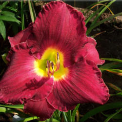 
Photo Courtesy of Bluegrass Daylily Gardens Used with Permission