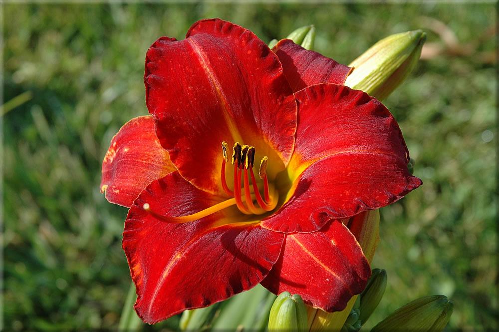 Photo of Daylily (Hemerocallis 'Caught Red Handed') uploaded by Joy