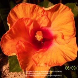 Location: clermont florida
Date: 2012-06-09
Great vibrant orange color with red inner ring