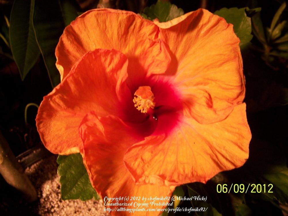 Photo of Tropical Hibiscus (Hibiscus rosa-sinensis 'Fire') uploaded by chefmike92