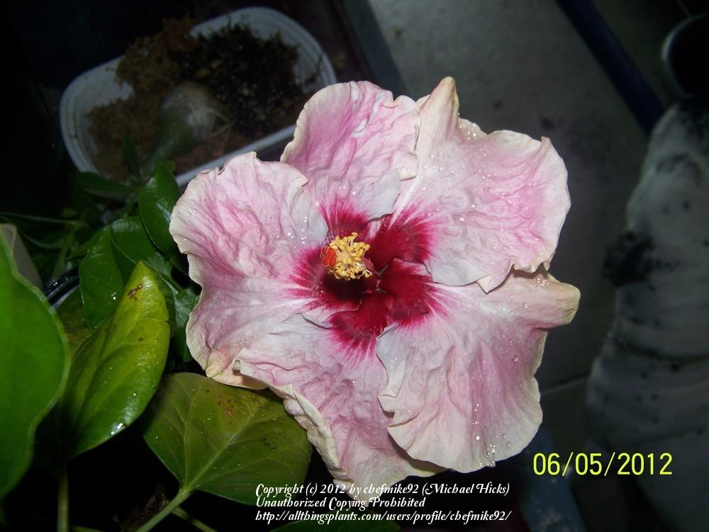 Photo of Tropical Hibiscus (Hibiscus rosa-sinensis 'Me-Oh My-Oh') uploaded by chefmike92