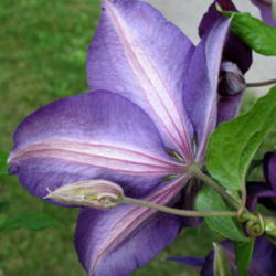 Location: My garden, zone 4 Wisconsin
Date: 2012-06-09
Reverse side of bloom