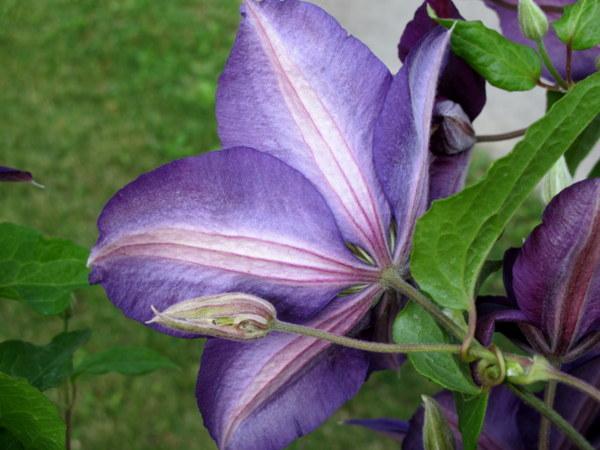 Photo of Clematis 'Perrin's Pride' uploaded by goldfinch4