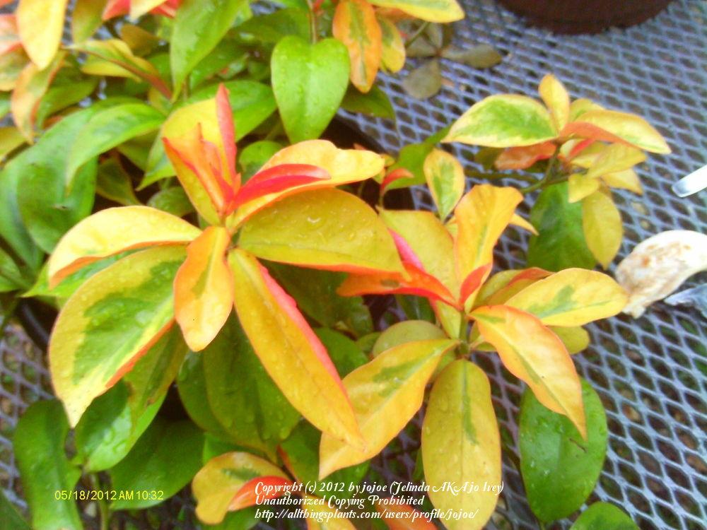 Photo of Barbados Gooseberry (Pereskia aculeata) uploaded by jojoe