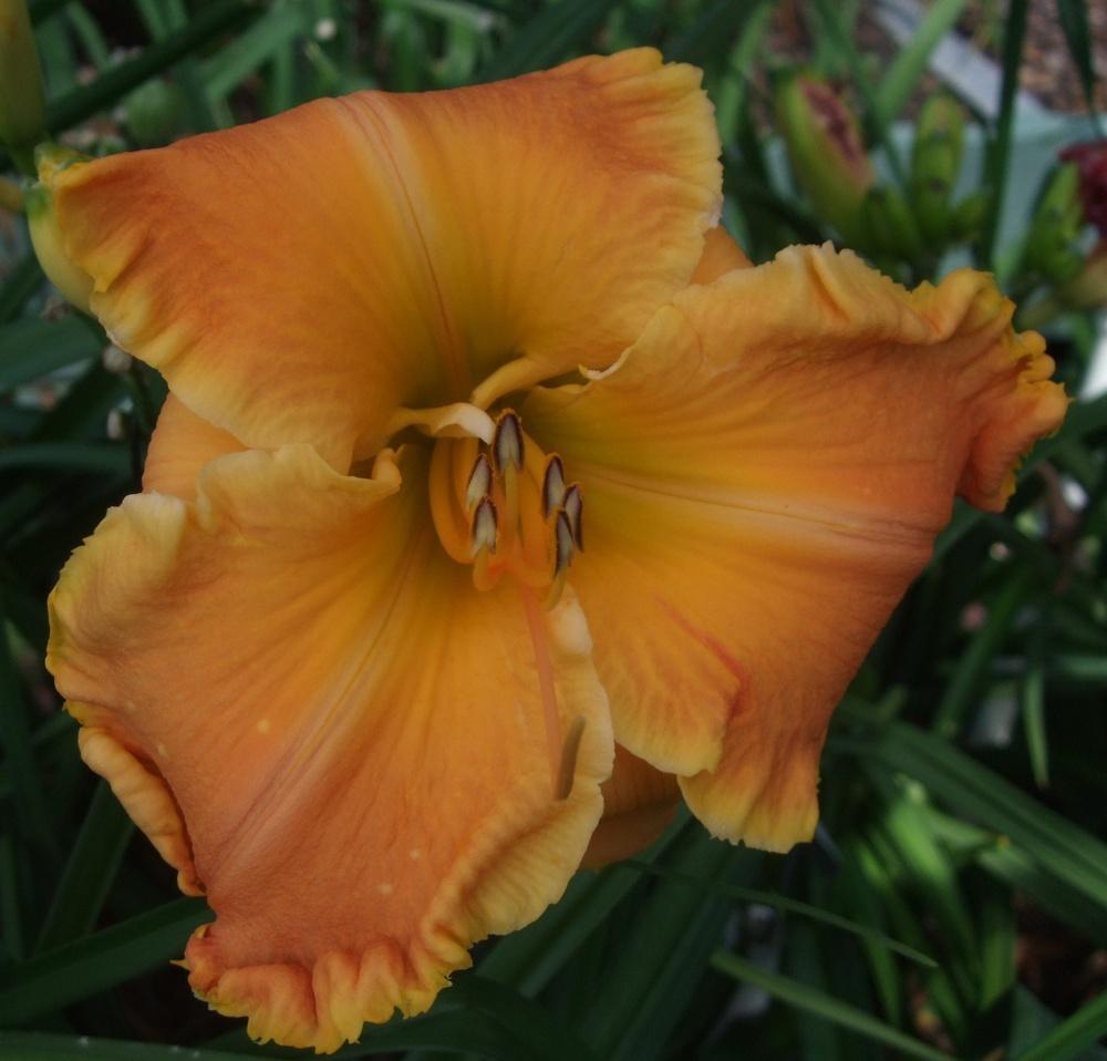 Photo of Daylily (Hemerocallis 'Ponkan's Orange Sherbet') uploaded by spunky1