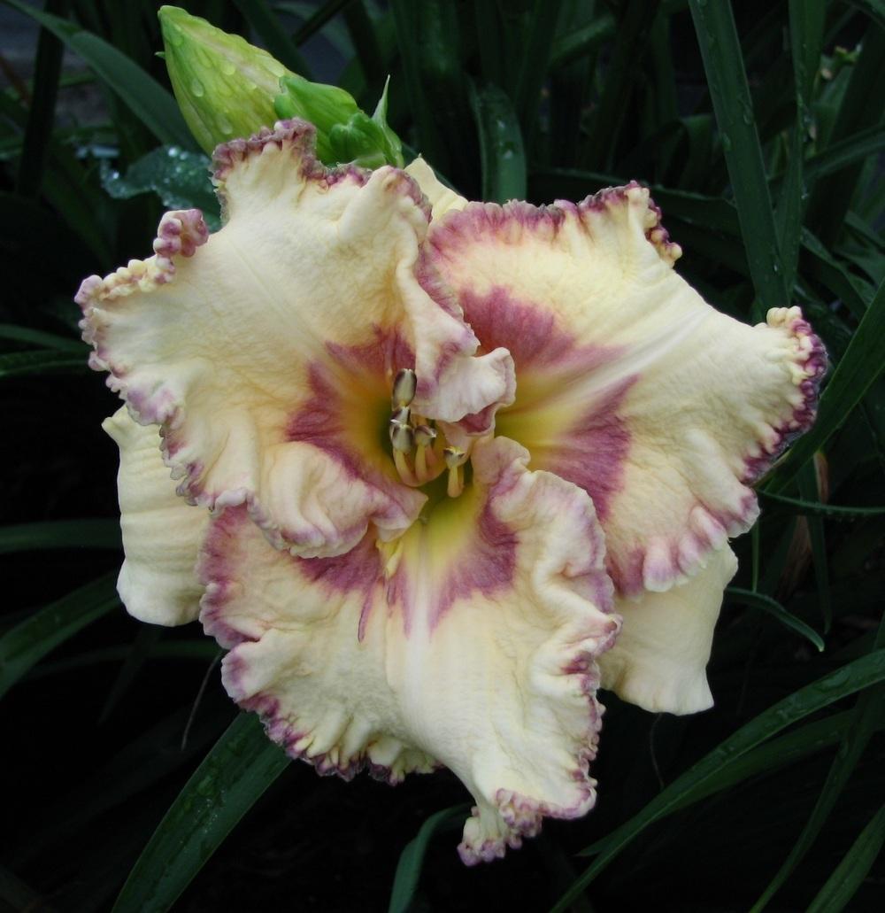 Photo of Daylily (Hemerocallis 'From the Sea') uploaded by tink3472