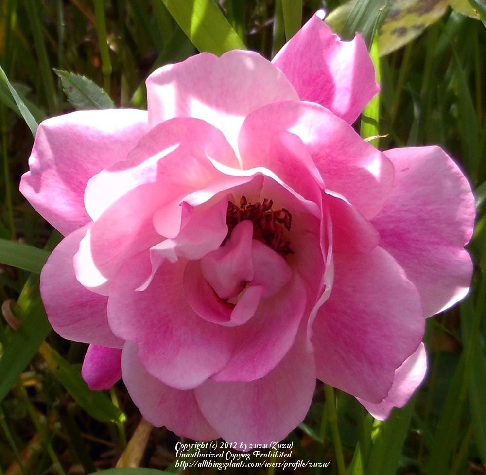 Photo of Rose (Rosa 'Brilliant Pink Iceberg') uploaded by zuzu