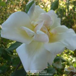 Location: In my Northern California garden
Date: 2012-05-22