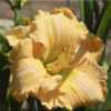Photo Courtesy of Bluegrass Daylily Gardens. Used with Permission