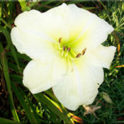 Photo Courtesy of Bluegrass Daylily Gardens. Used with 