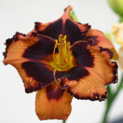 Location: Daylily show
Date: 2012-06-09
Halloween Kisses