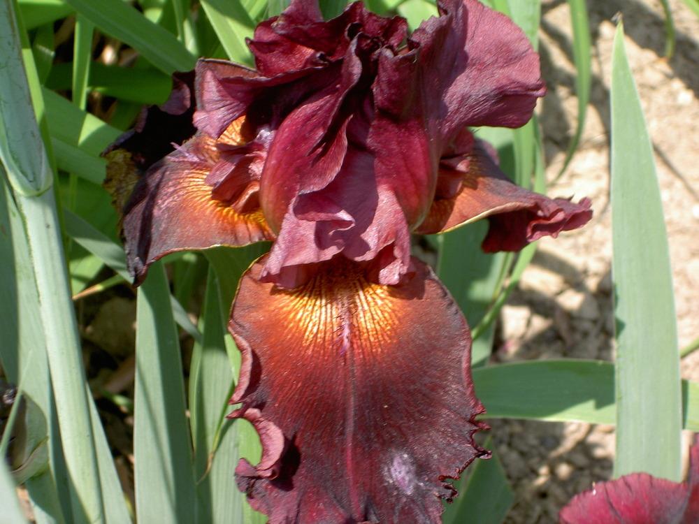Photo of Tall Bearded Iris (Iris 'Red Hawk') uploaded by Muddymitts