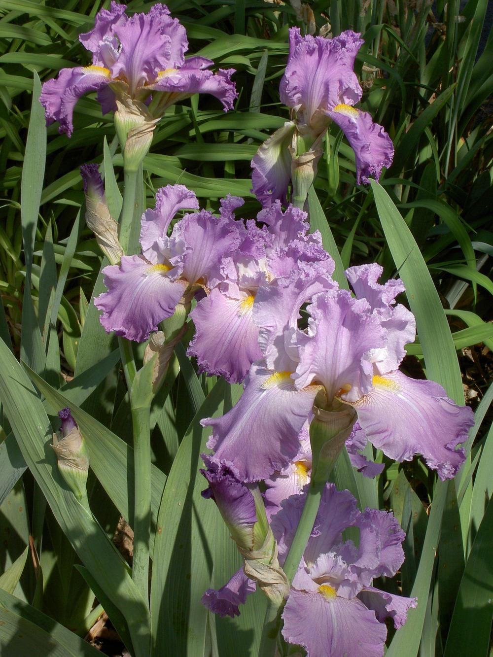Photo of Tall Bearded Iris (Iris 'Morning Hymn') uploaded by Muddymitts