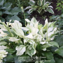 Location: Virginia
Date: 2012-05-24
Adult plant