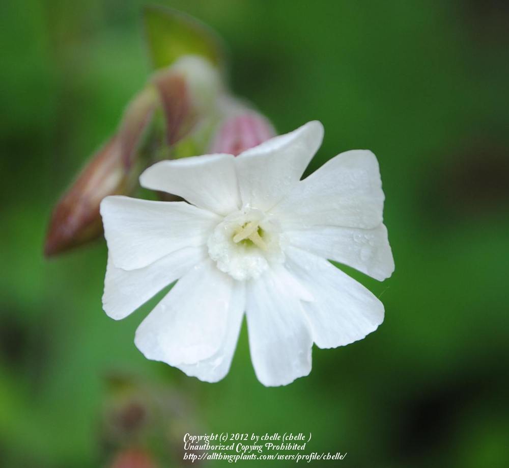Photo of White Campion (Silene latifolia subsp. alba) uploaded by chelle