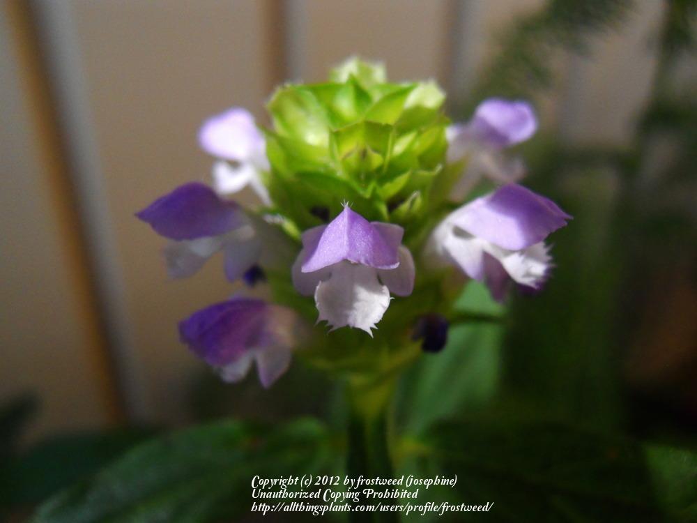 Photo of Self-heal (Prunella vulgaris) uploaded by frostweed