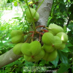 Location: My yard in Arlington, Texas.
Date: 2012-04-27
The seed pods are beautiful.