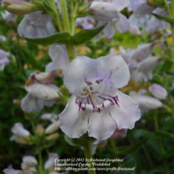 Location: Molly Hollar Wildscape Arlington, Texas.
Date: 2012-04-27
Close up of flower.