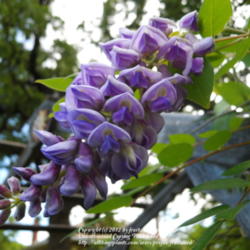 Location: Fielder House Butterfly garden Arlington, Texas.
Date: 2012-04-27
Beautiful flowers.