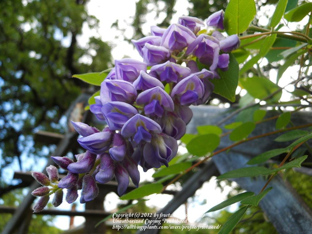 Photo of American Wisteria (Wisteria frutescens) uploaded by frostweed