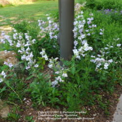 Location: Molly Hollar Wildscape Arlington, Texas.
Date: 2012-04-27
A lovely group of plants.