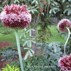Location: Sun Zone 6a
Date: 2012-06-10
Its been a couple of weeks since bloom.Allium is starting to set 