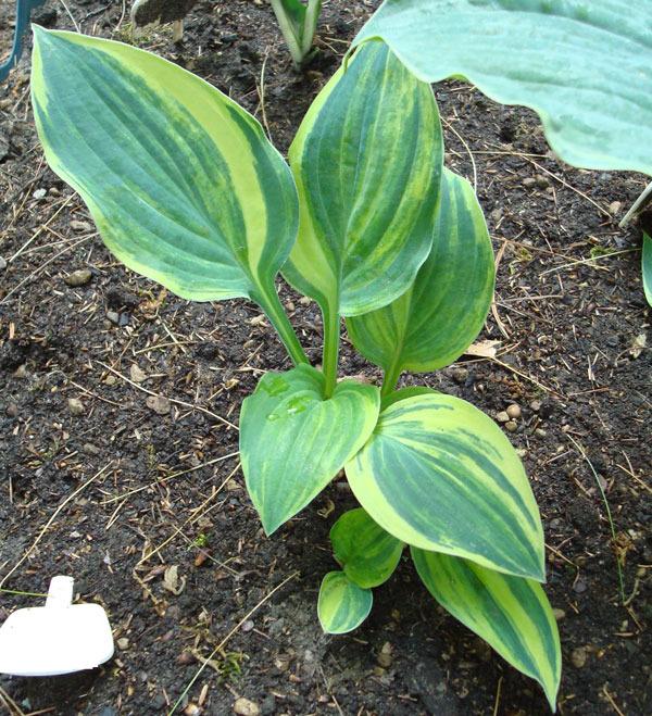 Photo of Hosta 'Brave Attempt' uploaded by tcs1366