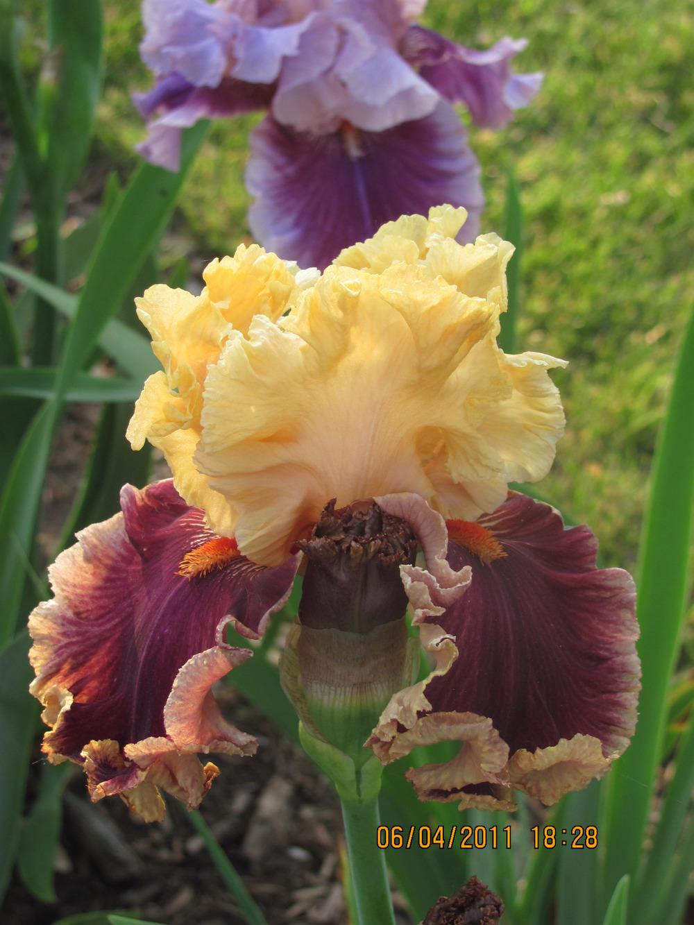Photo of Tall Bearded Iris (Iris 'Decadence') uploaded by tveguy3