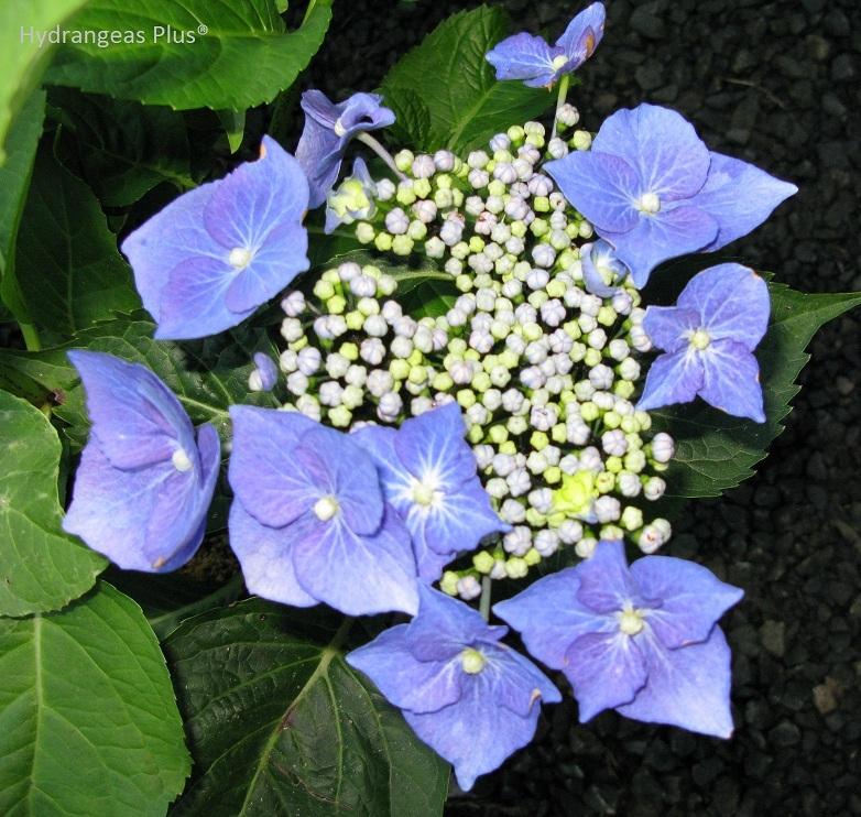 Photo of Bigleaf Hydrangea (Hydrangea macrophylla 'Blaumeise') uploaded by vic