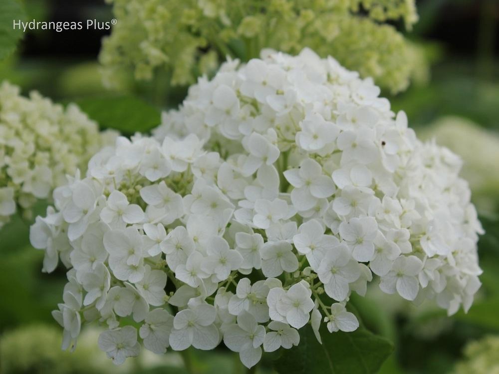 Photo of Smooth Hydrangea (Hydrangea arborescens 'Annabelle') uploaded by vic