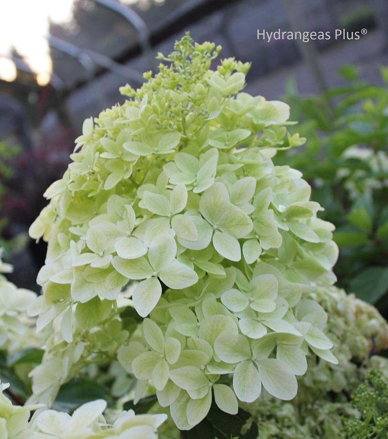Photo of Panicle Hydrangea (Hydrangea paniculata 'Phantom') uploaded by vic