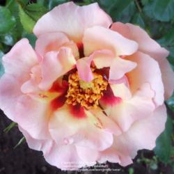 Location: In my Northern California garden
Date: 2012-05-17