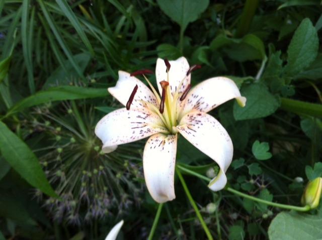 Photo of Lily (Lilium 'Antique Lace') uploaded by Ispahan