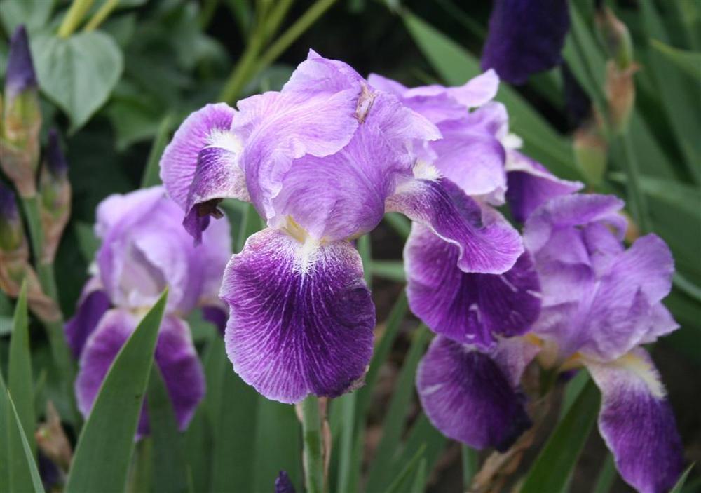 Photo of Tall Bearded Iris (Iris 'Pretty Pansy') uploaded by KentPfeiffer