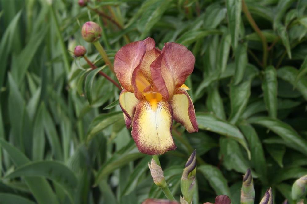 Photo of Tall Bearded Iris (Iris 'Orloff') uploaded by KentPfeiffer