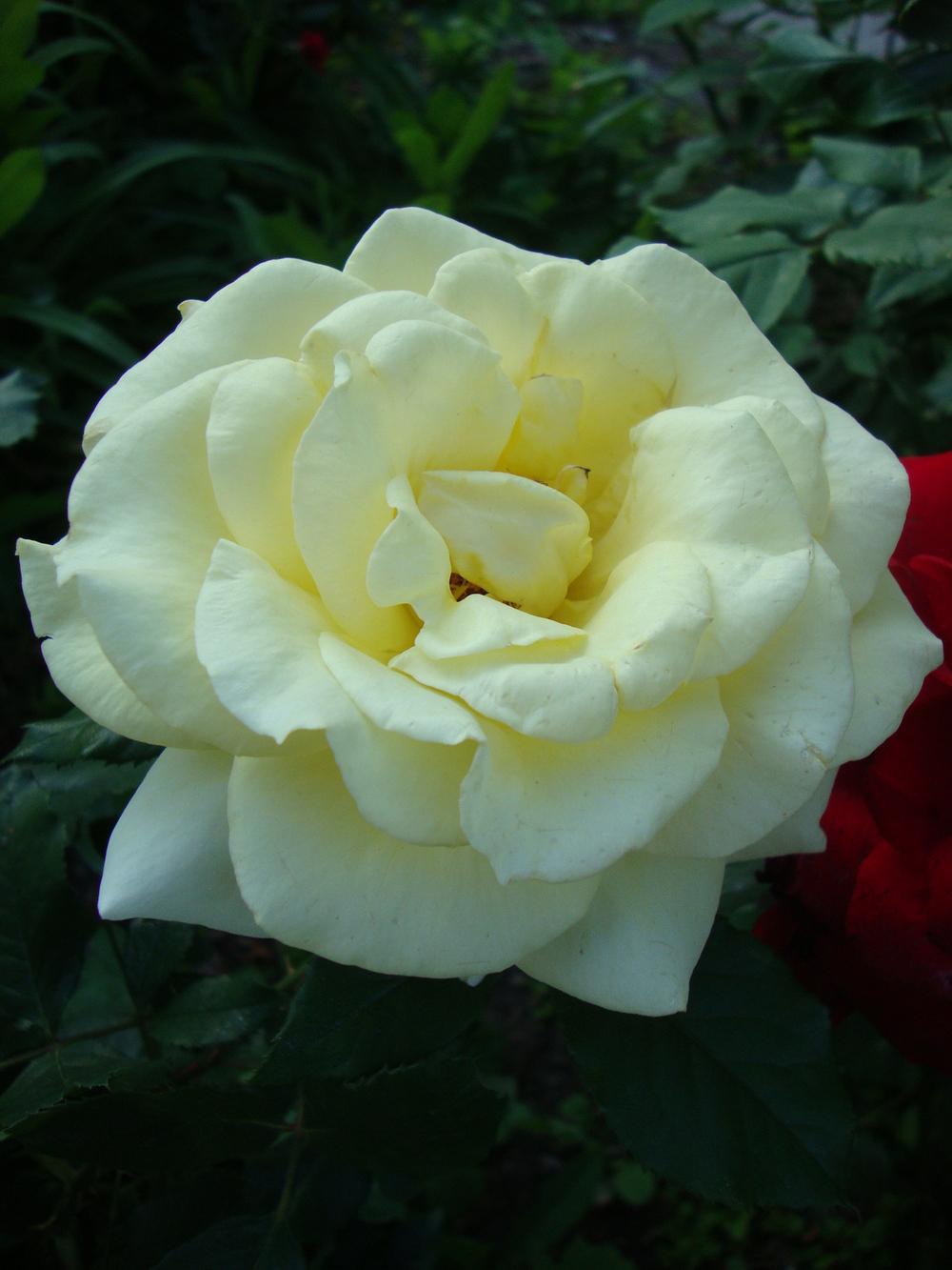 Photo of Rose (Rosa 'Aperitif') uploaded by Paul2032