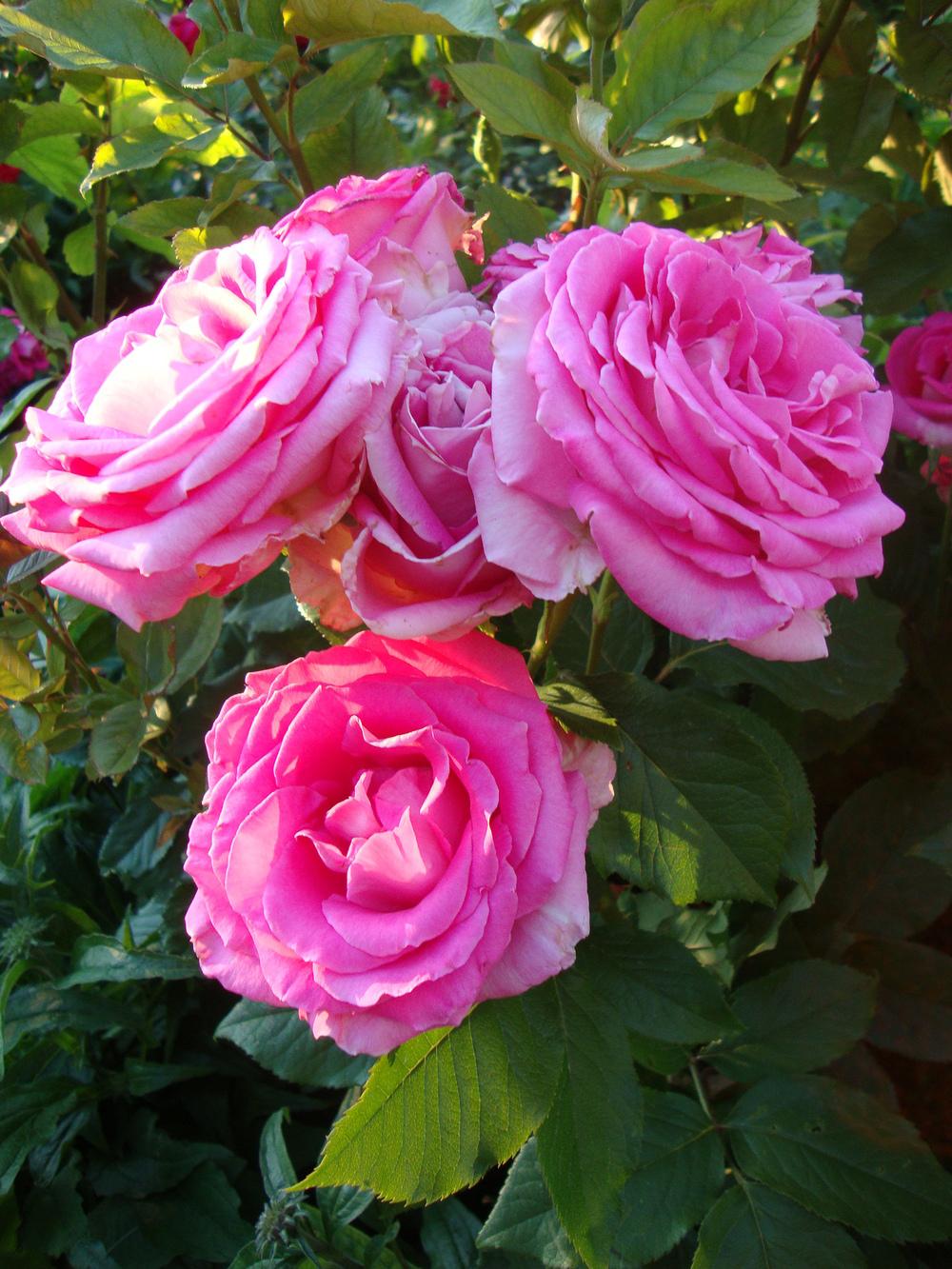 Photo of Rose (Rosa 'Crowd Pleaser') uploaded by Paul2032