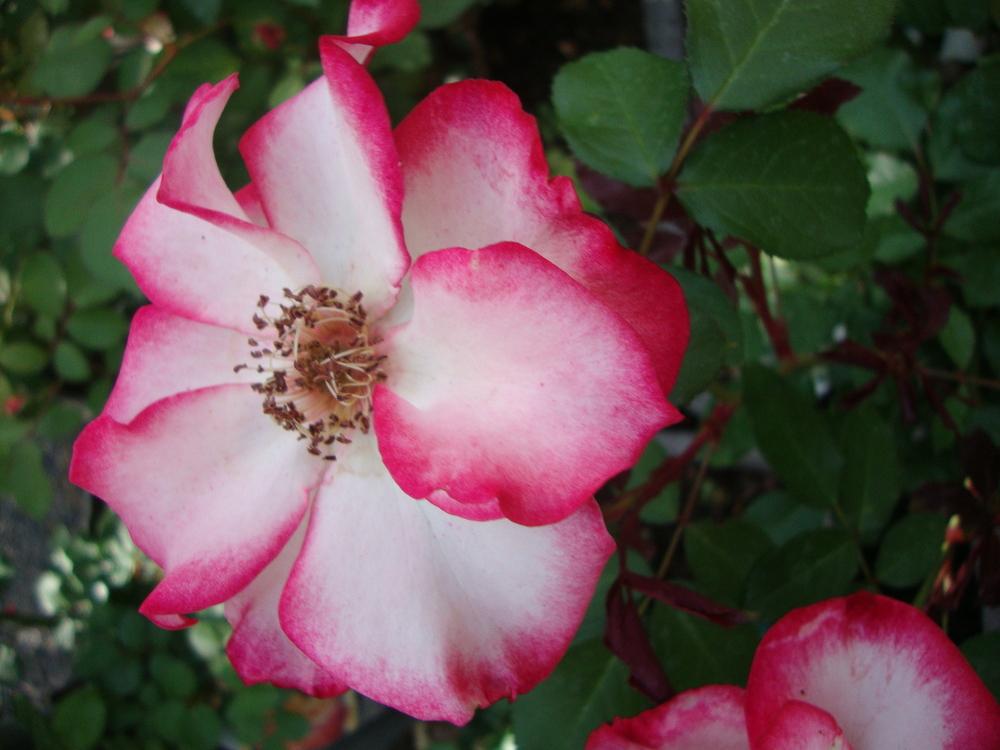 Photo of Rose (Rosa 'Betty Boop') uploaded by Paul2032