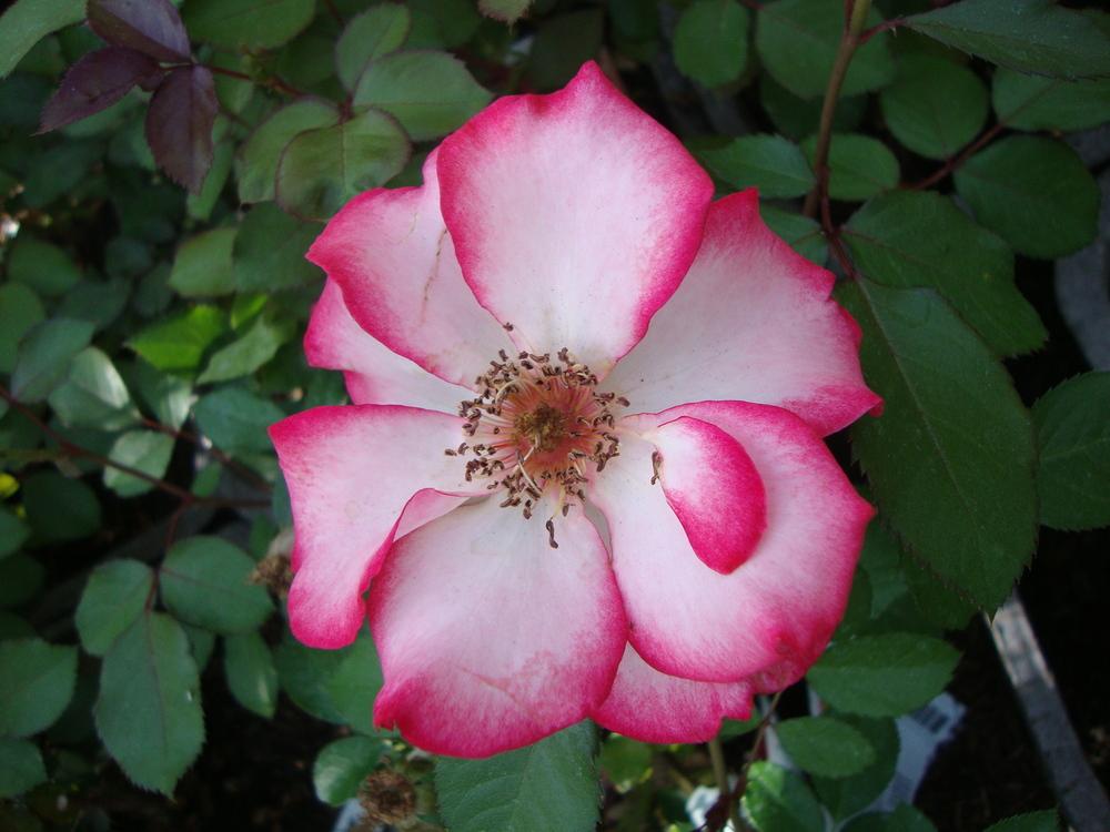 Photo of Rose (Rosa 'Betty Boop') uploaded by Paul2032