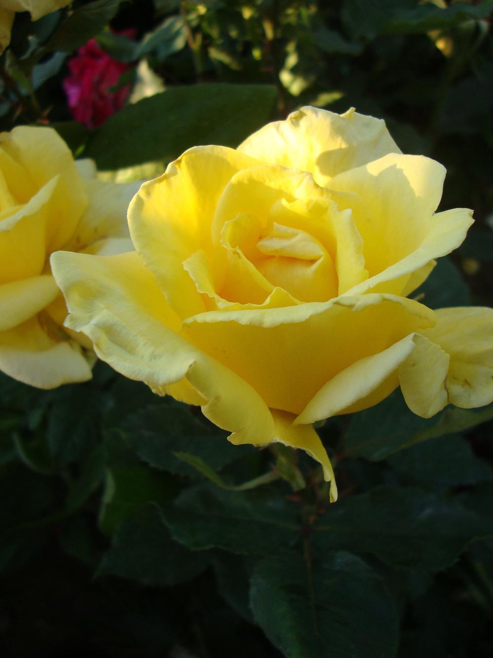 Photo of Rose (Rosa 'Sunbright') uploaded by Paul2032