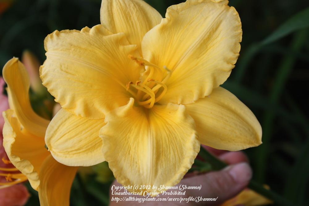 Photo of Daylily (Hemerocallis 'Carolyn Criswell') uploaded by Shannon