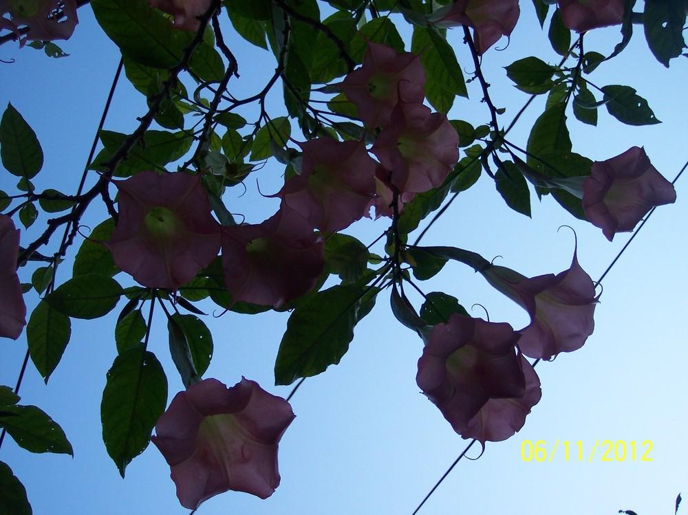 Photo of Angel Trumpet (Brugmansia 'Pink Charm') uploaded by WilliamByrd