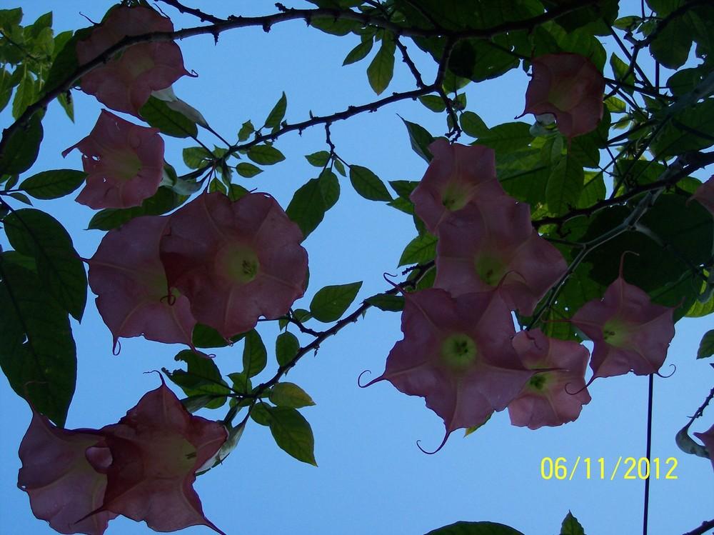Photo of Angel Trumpet (Brugmansia 'Pink Charm') uploaded by WilliamByrd