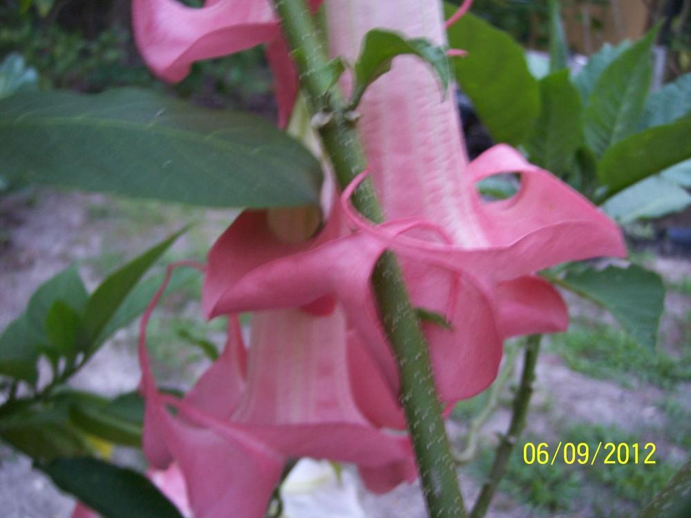 Photo of Angel's Trumpet (Brugmansia 'Velvet Rose') uploaded by WilliamByrd