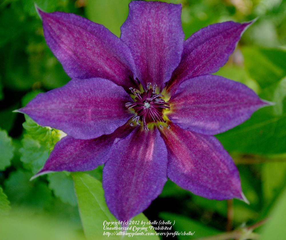 Photo of Clematis 'Kathleen Dunford' uploaded by chelle