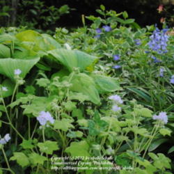 Location: My Northeastern Indiana Gardens - Zone 5b
Date: 2012-05-03
In the garden