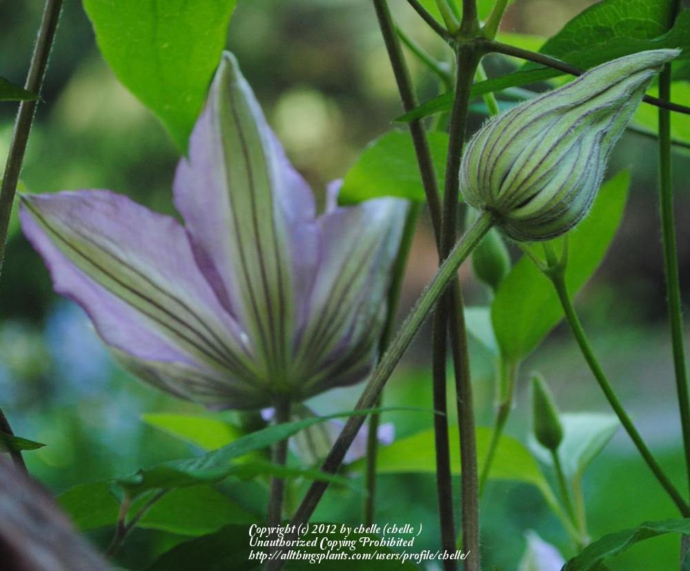 Photo of Clematis 'Proteus' uploaded by chelle