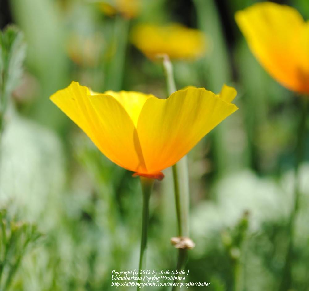 Photo of California Poppy (Eschscholzia californica) uploaded by chelle