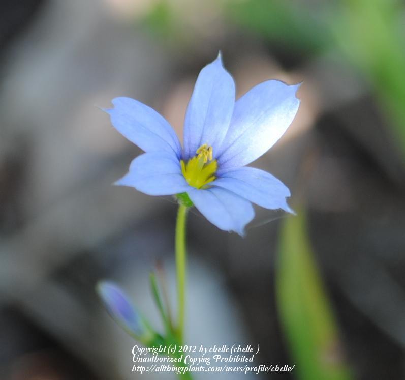 Photo of Narrowleaf Blue-Eyed Grass (Sisyrinchium angustifolium) uploaded by chelle