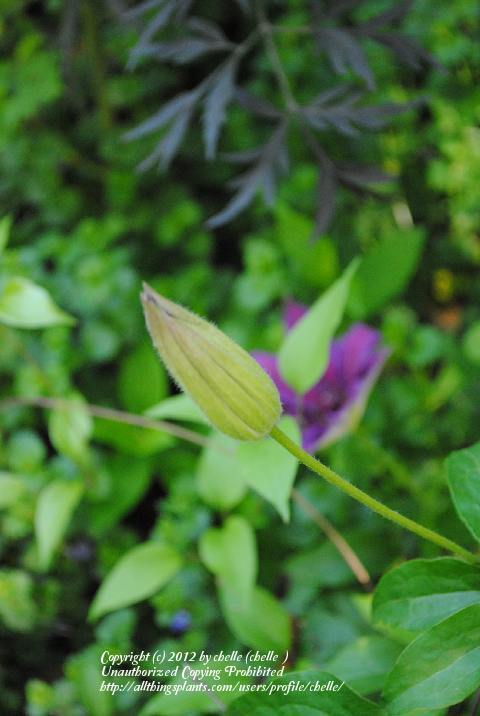 Photo of Clematis 'Kathleen Dunford' uploaded by chelle